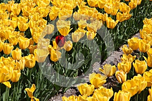 Yellow tulips and 1 red tulip in the field