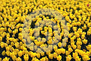 Yellow Tulips