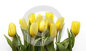 Yellow Tulips