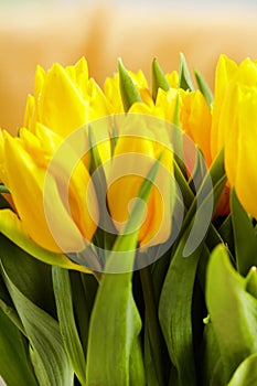 Yellow tulips