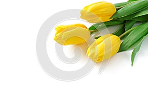 Tulpen 