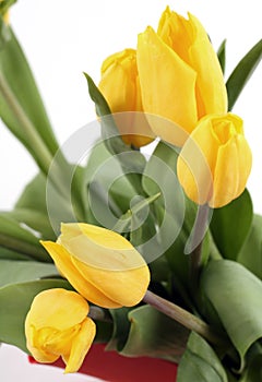 Yellow Tulips