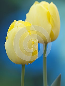 Yellow Tulips