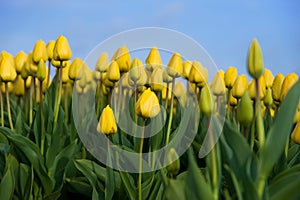 Yellow tulips