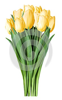 Yellow tulips