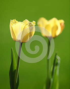 Yellow Tulips