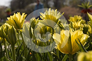 Yellow tulips