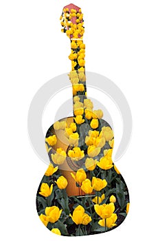 Yellow tulips against the background of a guitar