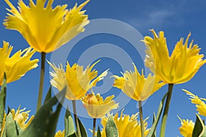 Yellow tulips against a blue sky