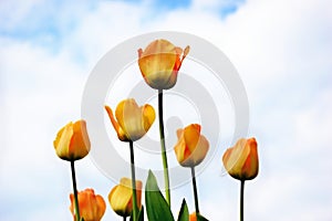 Yellow tulips against cloudy sky