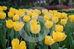 Yellow tulips with beautiful bouquet background, Tulip, Tulips in spring at the garden, Selective focus