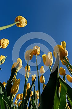 Yellow Tulips From Below Against Clear Blue Sky