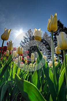 Yellow Tulips From Below Black Lit Against Blue Sky