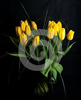 Yellow tulips on black background