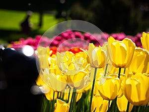 Yellow tulips blooming. Beauty nature background.