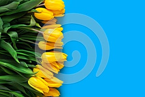 Yellow tulips on a blue. Beautiful floral background. Also a symbol of Ukraine.