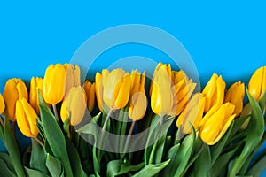 Yellow tulips on a blue. Beautiful floral background. Also a symbol of Ukraine.