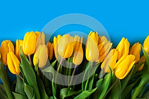 Yellow tulips on a blue. Beautiful floral background. Also a symbol of Ukraine.