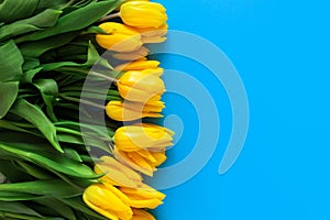 Yellow tulips on a blue. Beautiful floral background. Also a symbol of Ukraine.