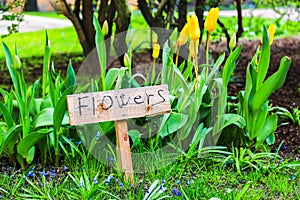 Yellow tulips and blue cornflower flowersin spring garden.