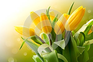 Yellow tulips bouquet photo