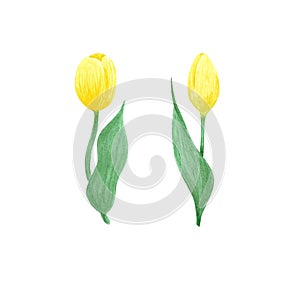 Yellow tulips bouquet on whute Background. Hand drawn Watercolor set. Botanical delicate illustration. Scrapbook design elements.