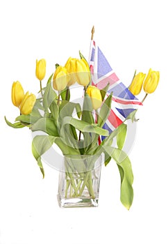 Yellow tulips with Britsh union jack flag photo