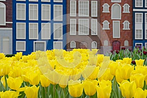 Yellow tulips and canal houses