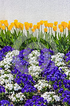 Yellow Tulips With Cascading Rows of Purple and White Pansies