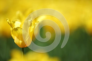 Yellow tulips close up