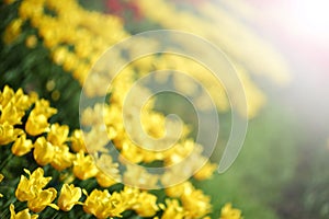 Yellow tulips close up