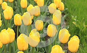 Yellow tulips close up. Bright spring flowers with selective focus