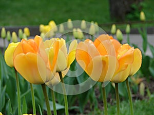 Yellow tulips close-up on a flower bed, in the background buds of undeclared tulips