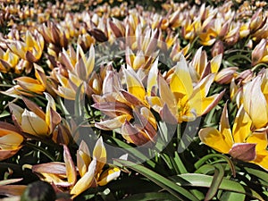 Yellow tulips close-up. Glade with spring small tulips.