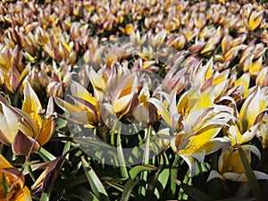 Yellow tulips close-up. Glade with spring small tulips.