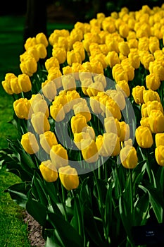 Yellow tulips close up in Holland , spring time flowers in Keukenhof