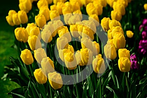 Yellow tulips close up in Holland , spring time flowers in Keukenhof