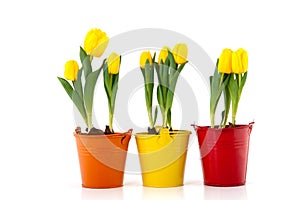 Yellow tulips in colorful pots