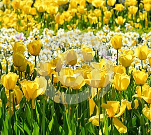 Yellow Tulips and Daffodils Floral Spring Background
