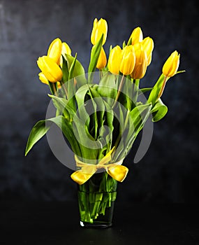 Yellow tulips on dark background