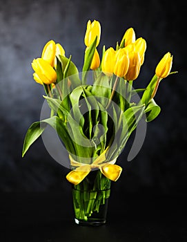 Yellow tulips on dark background