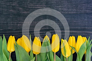 Yellow tulips on the dark wooden background with copy space