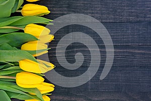 Yellow tulips on the dark wooden background with copy space