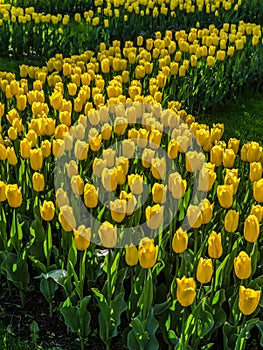 Yellow tulips festive mood, mother`s day or easter amazing spring flowers unusual shape of flower beds of yellow tulips
