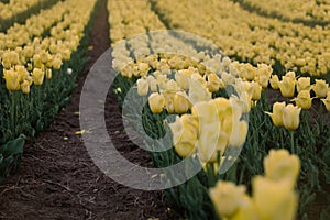 Yellow tulips field. Flowering spring.  Breath of spring.