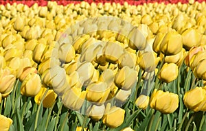 Yellow tulips in a field. These flowers were shot in Holland the Netherlands near Sassenheim