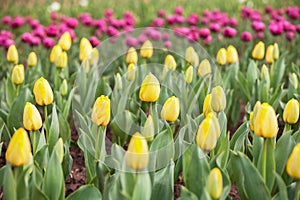 Yellow tulips field with Pink tulips background