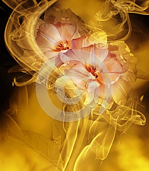 Yellow tulips.Floral background in curls of smoke. Close-up.