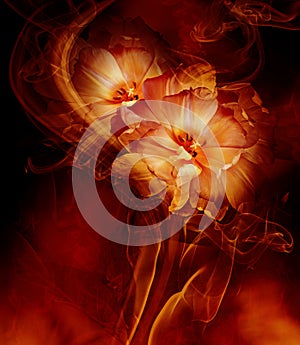 Yellow tulips.Floral background in curls of smoke. Close-up.