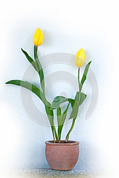 Yellow tulips in flower pot in spring isolated over white background